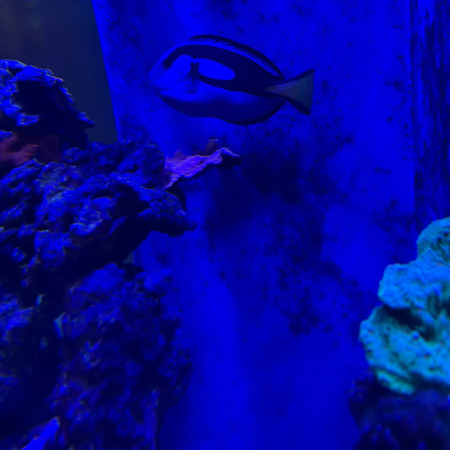 The most recent Palette surgeonfish catches on Fishbrain