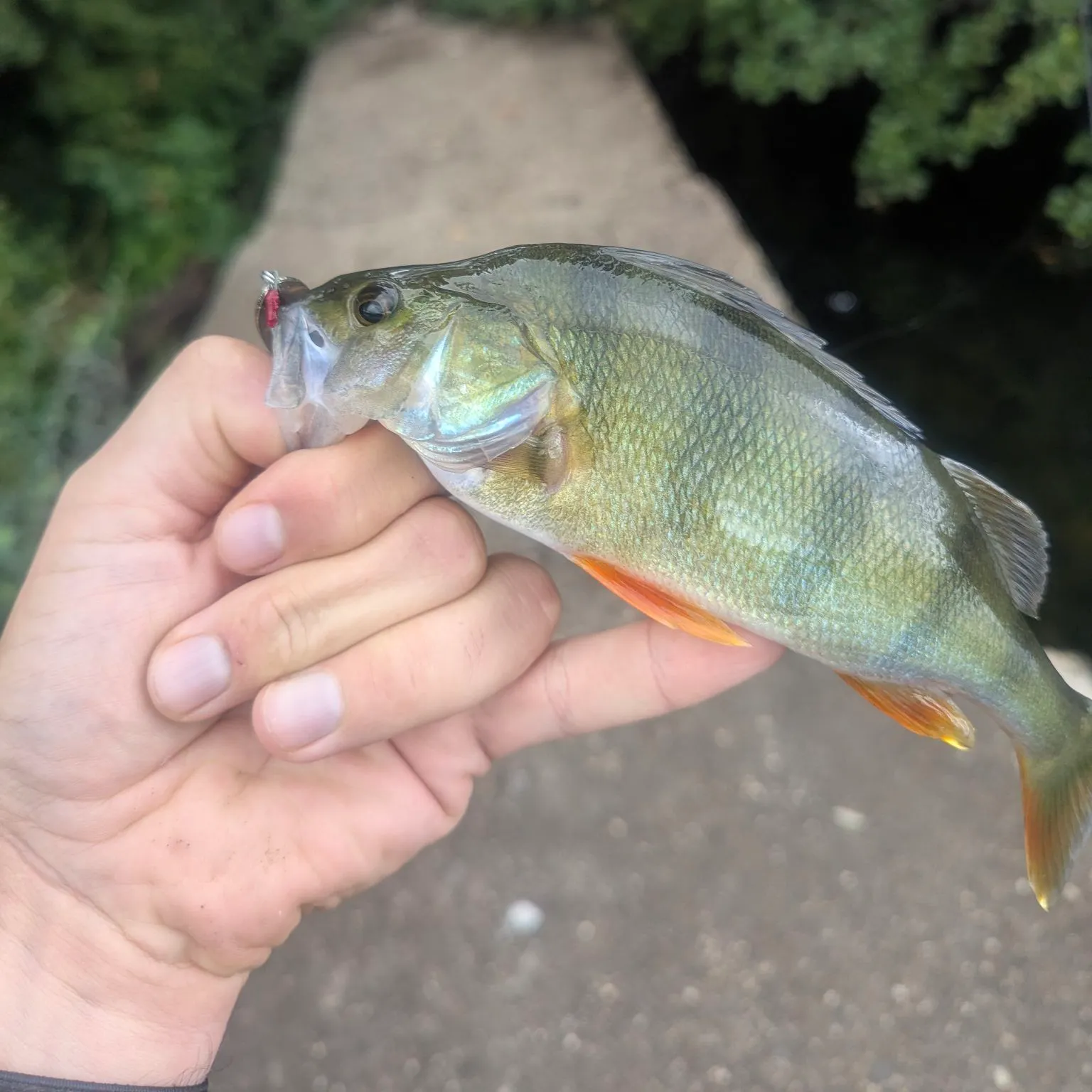 catch