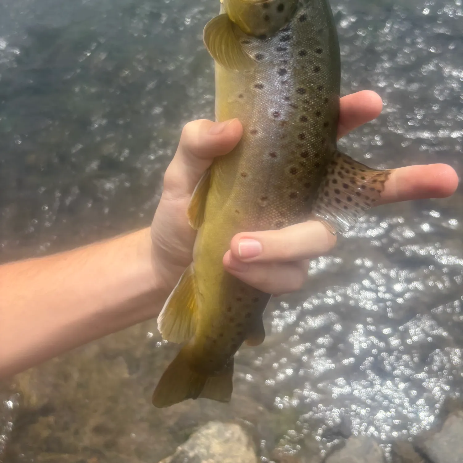 The most recent Brown trout catches on Fishbrain