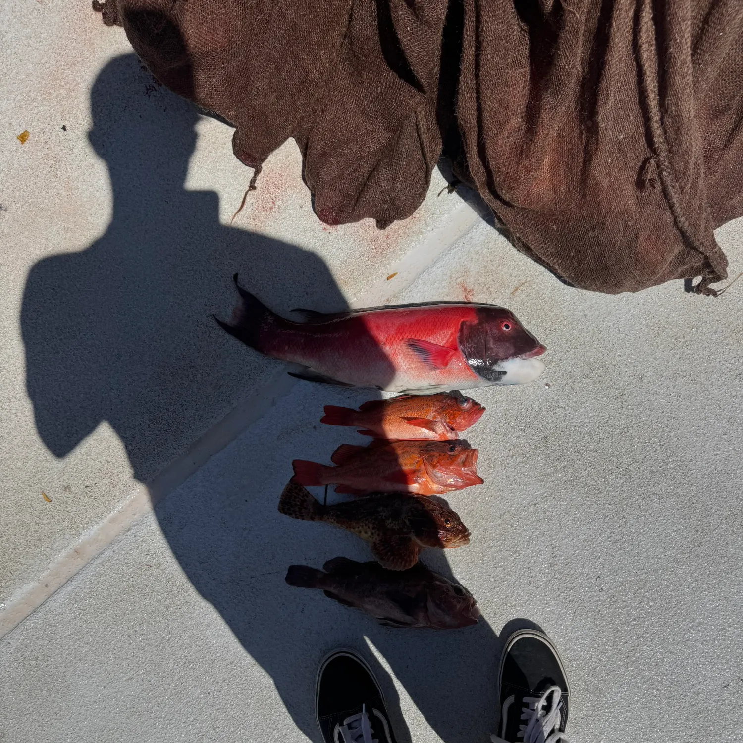 The most recent California sheephead catches on Fishbrain