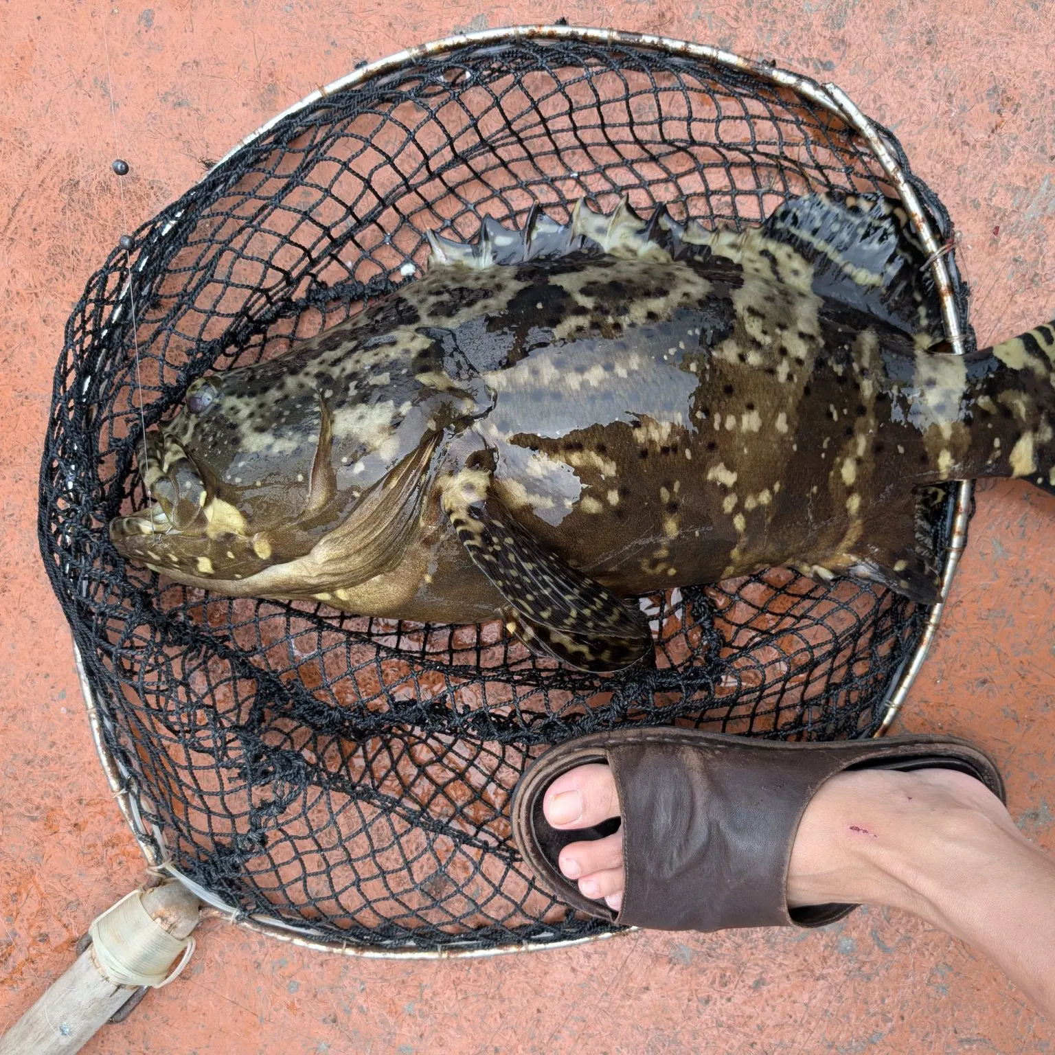 The most recent Brown-marbled grouper catches on Fishbrain