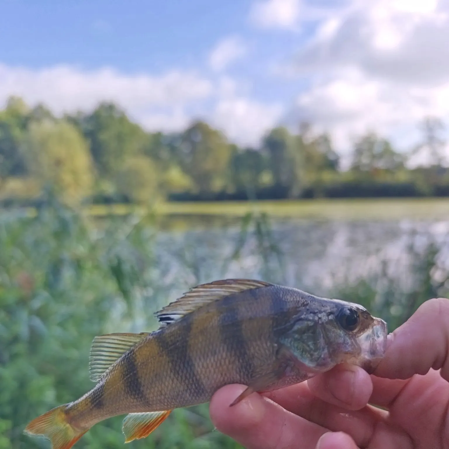 European perch caught on Fishbrain