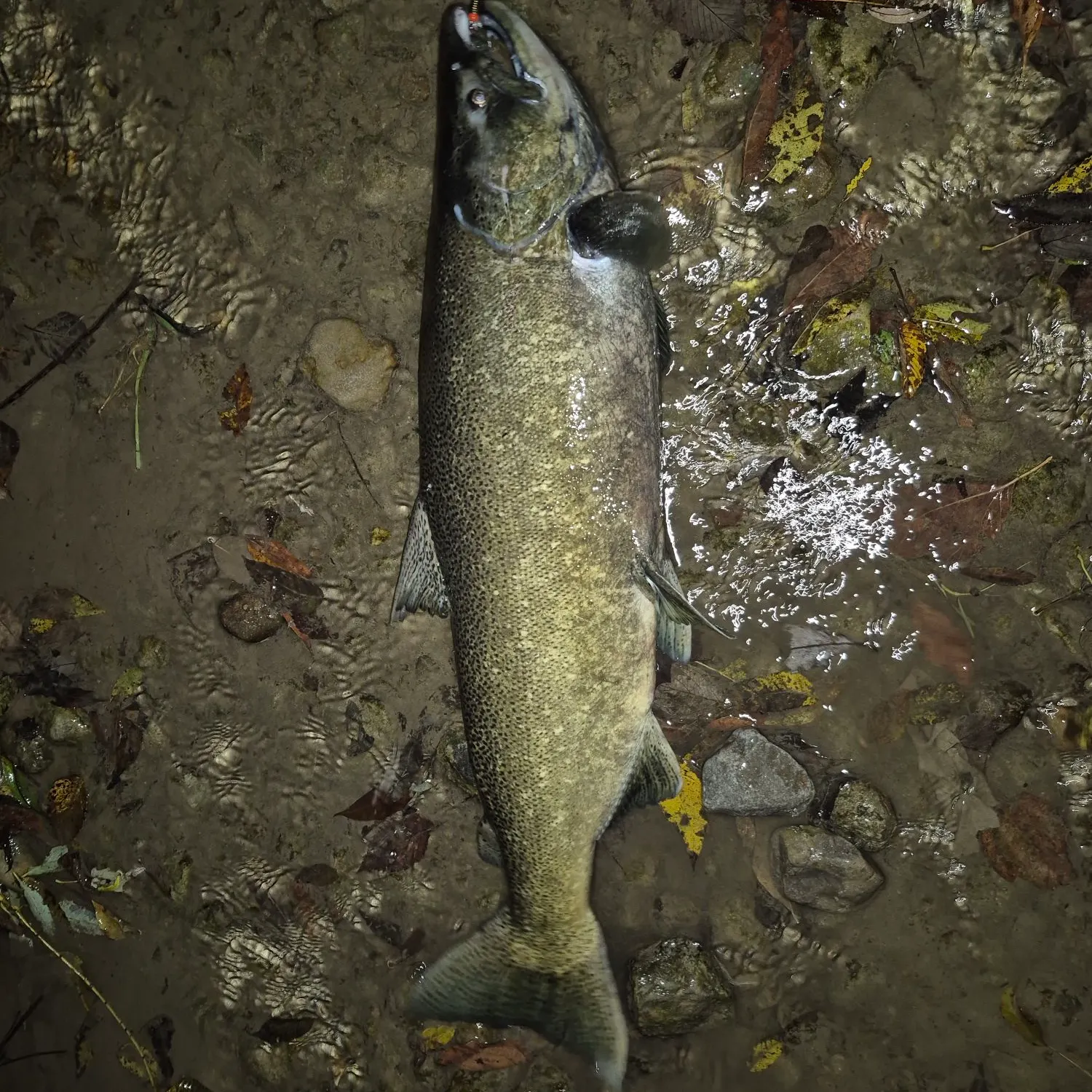 Chinook salmon caught on Fishbrain