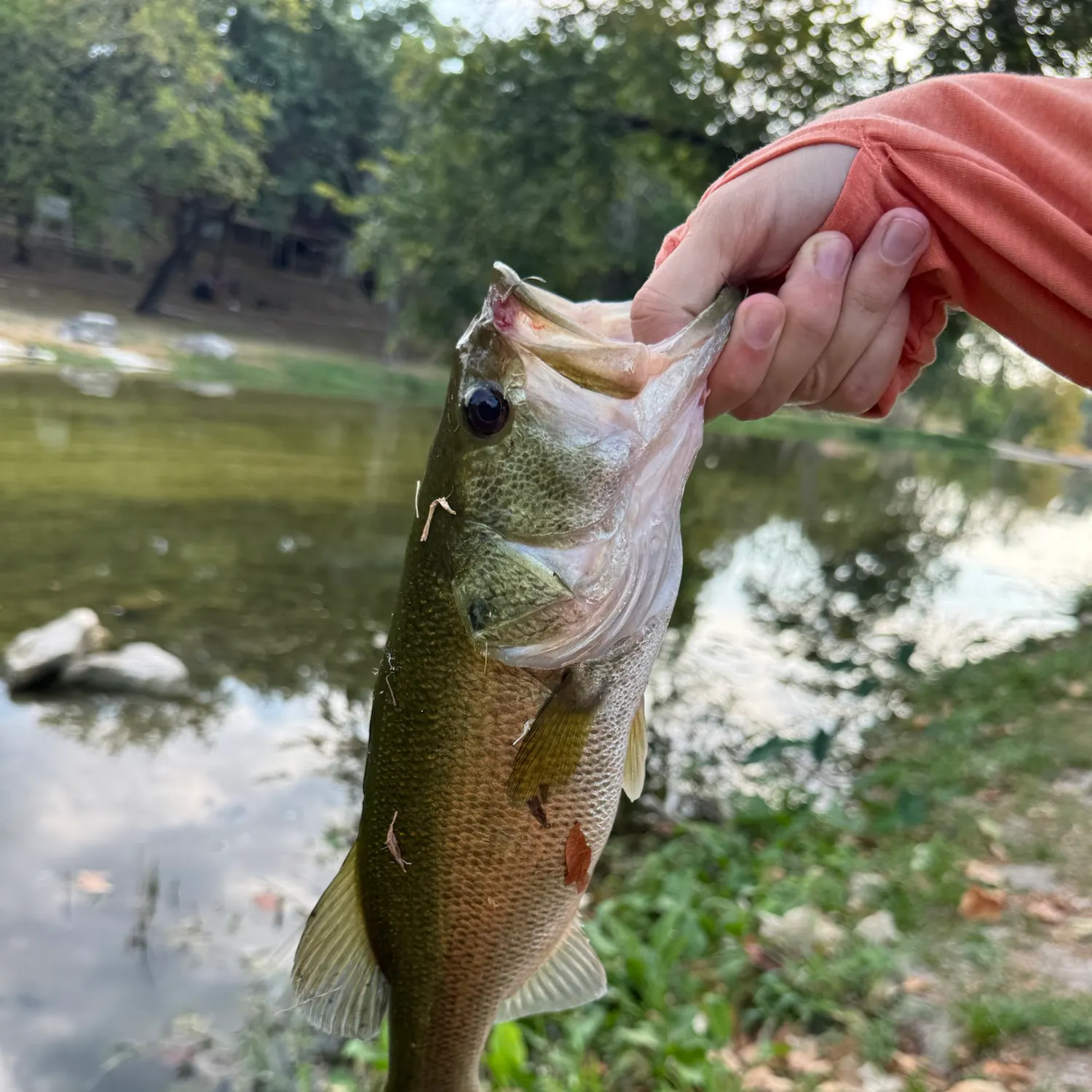 Largemouth bass caught on Fishbrain
