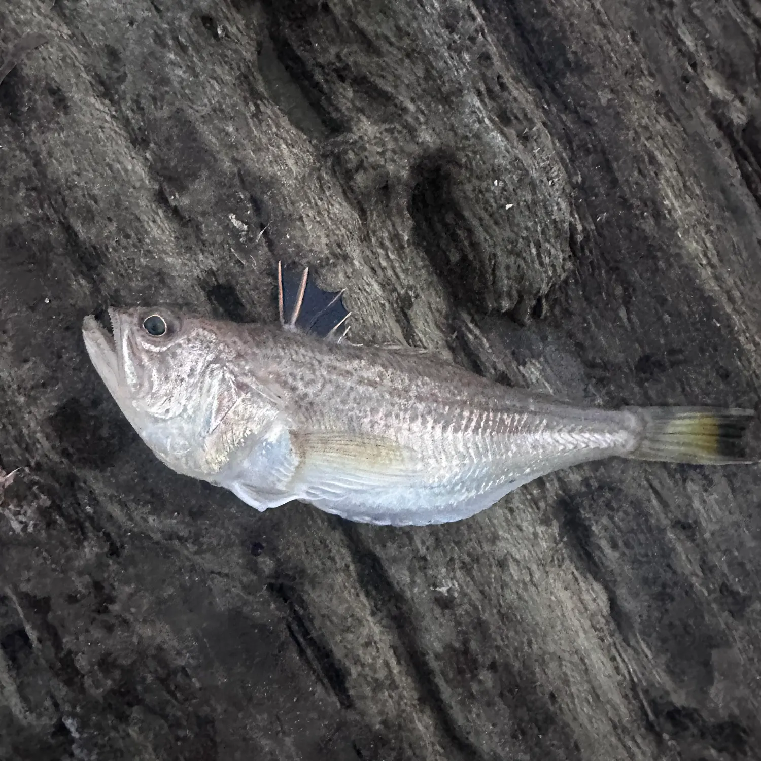 Lesser weever caught on Fishbrain