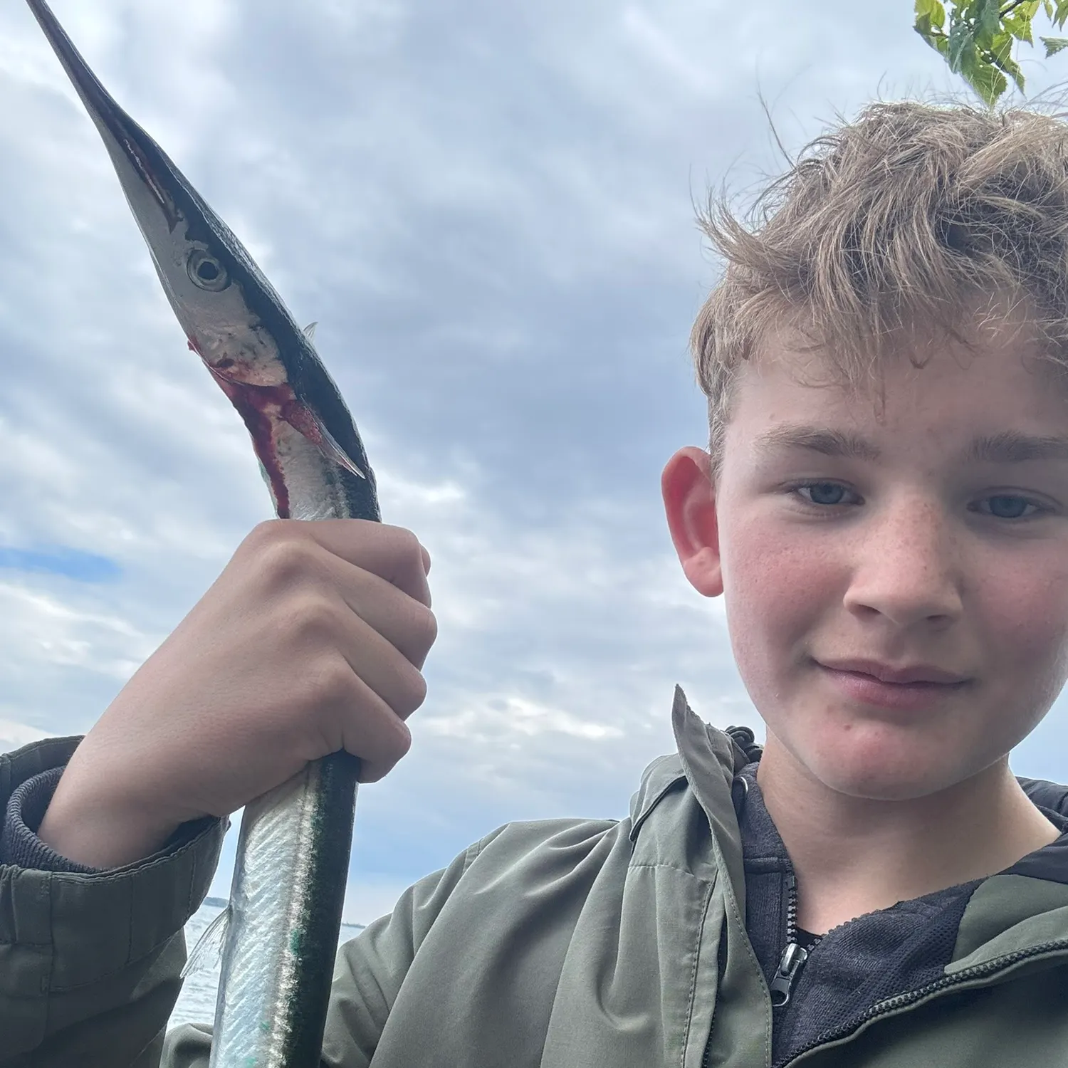 The most recent European garfish catches on Fishbrain