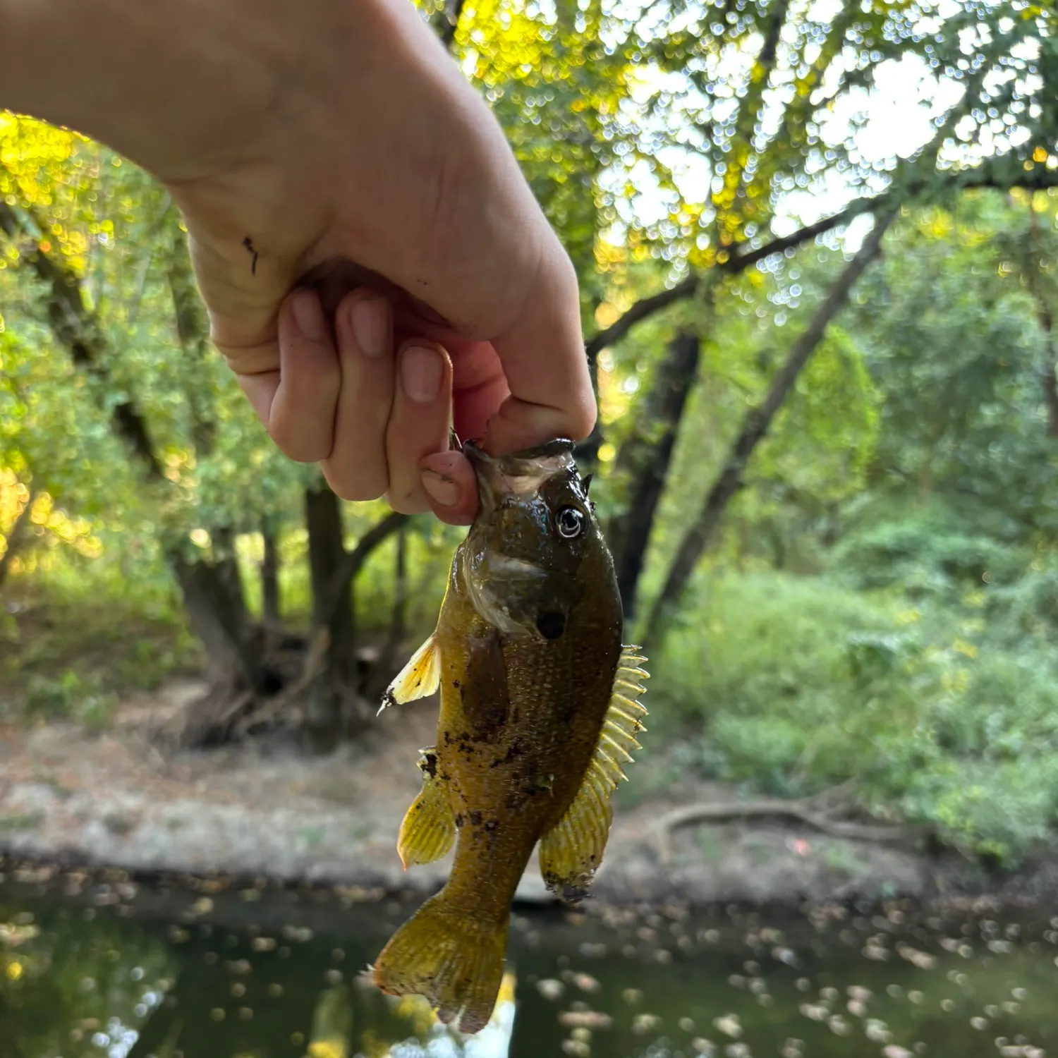 Green sunfish caught on Fishbrain