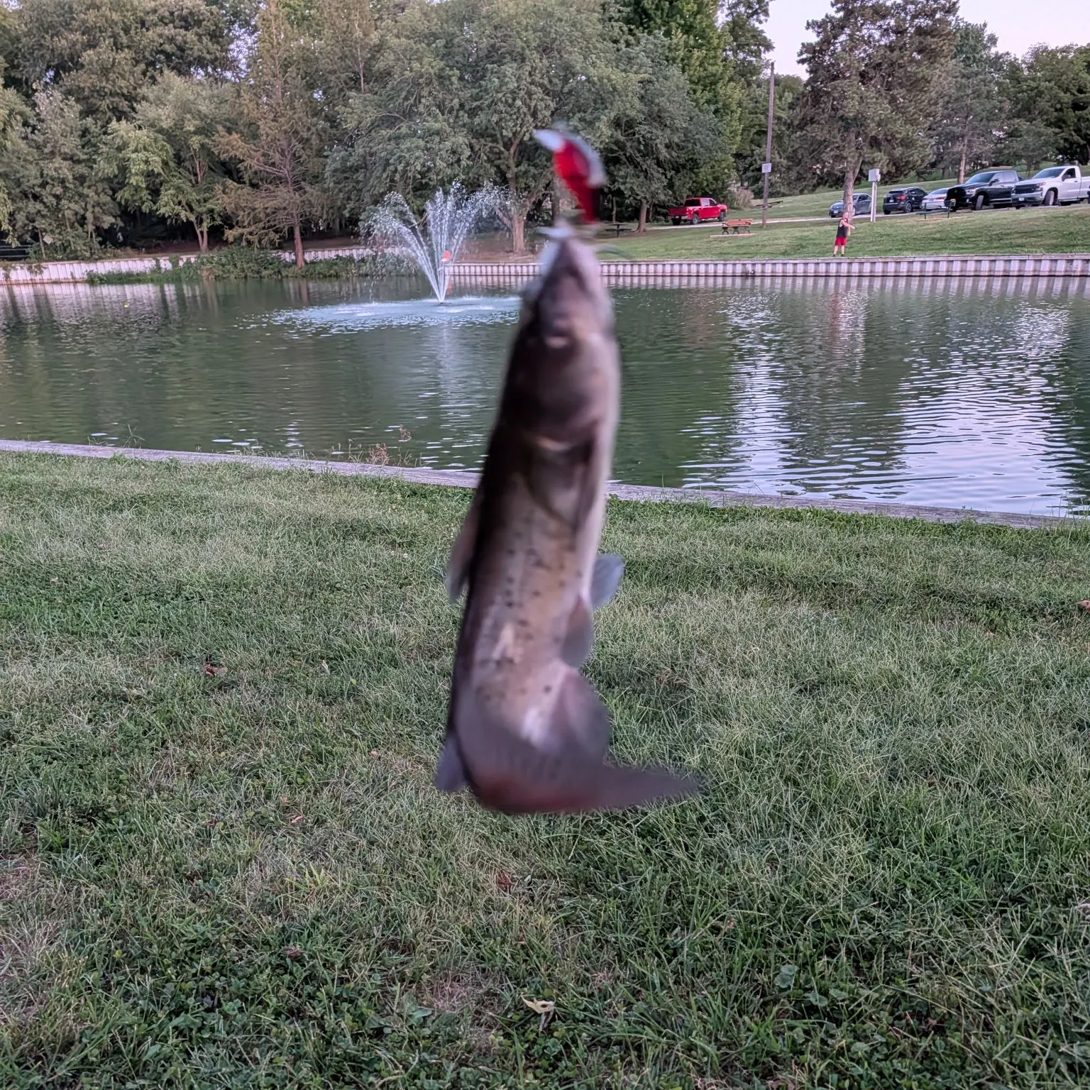 Channel catfish caught on Fishbrain