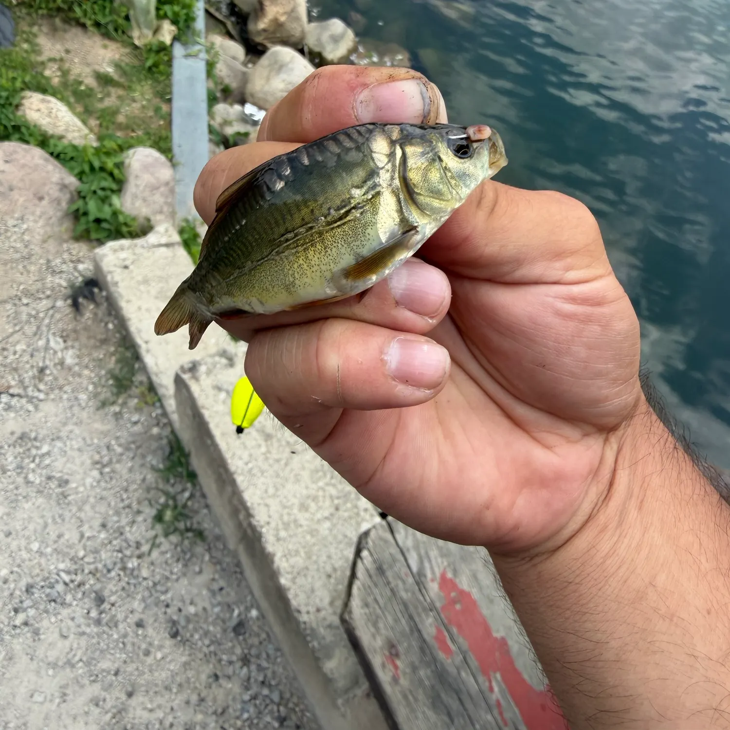 Mirror carp caught on Fishbrain