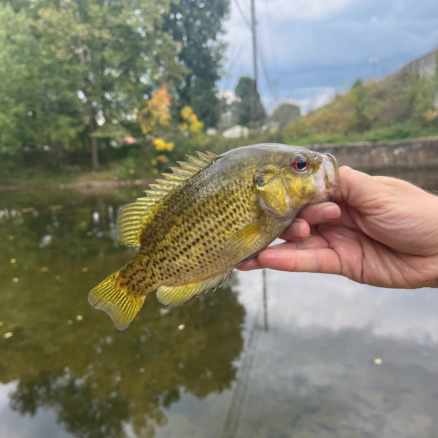 Rock bass caught on Fishbrain