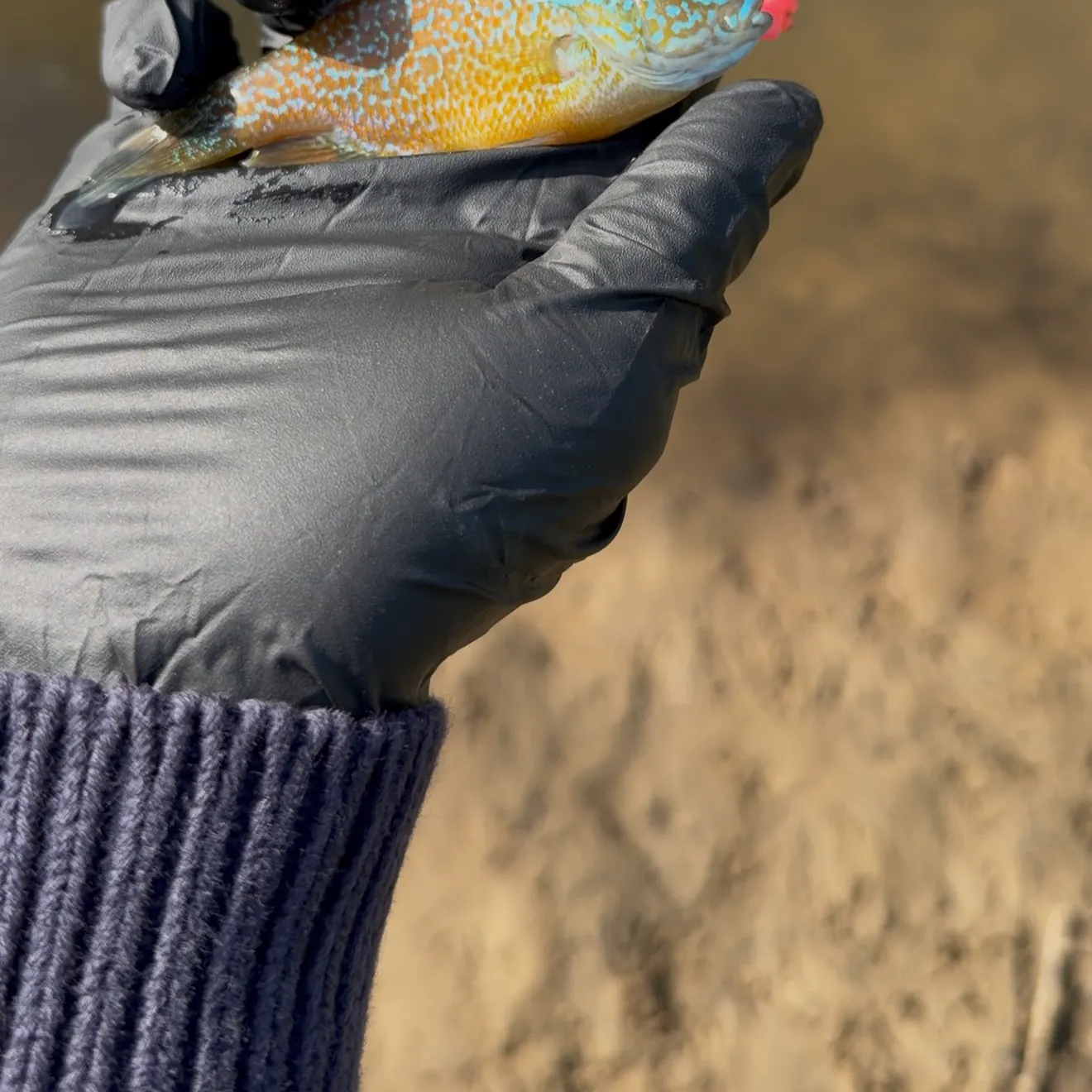The most recent Dollar sunfish catches on Fishbrain