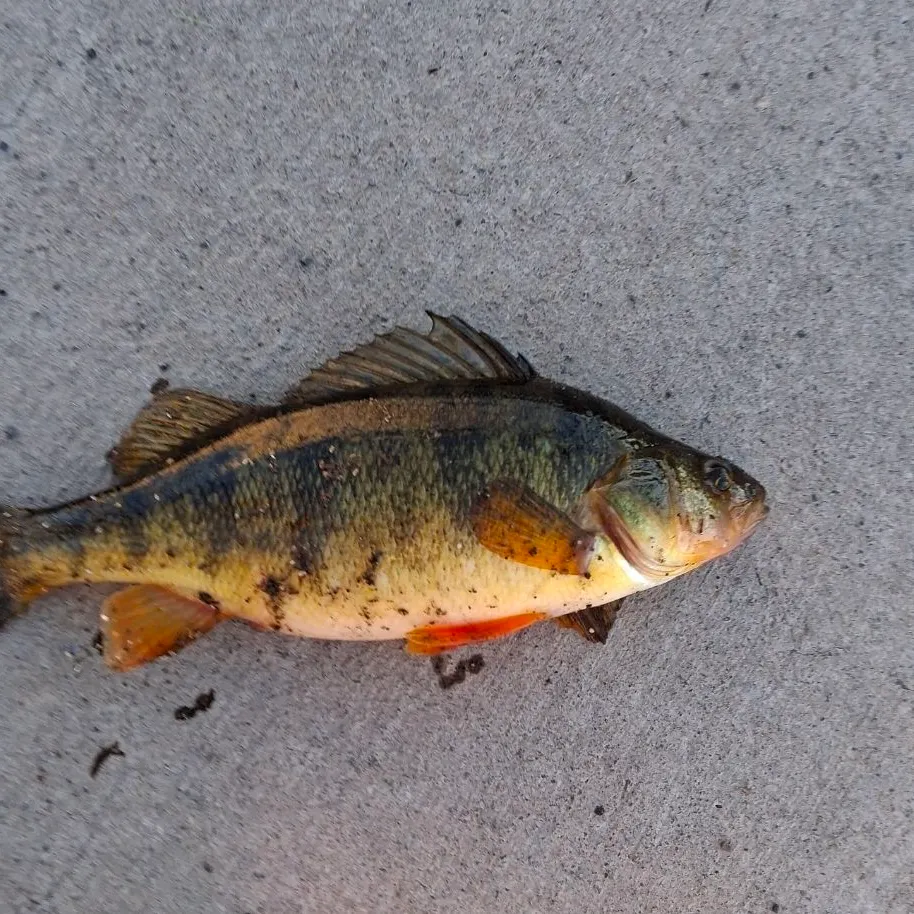 Yellow perch caught on Fishbrain