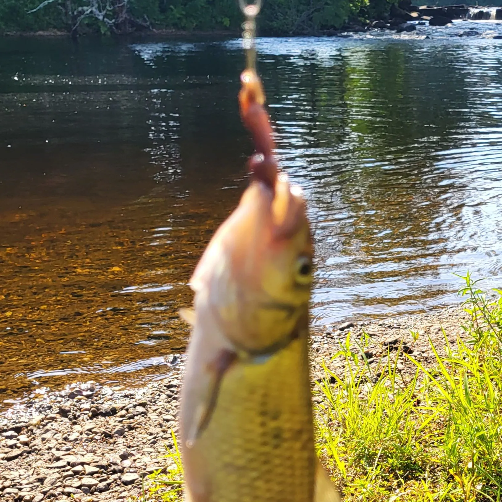 The most recent Fallfish catches on Fishbrain