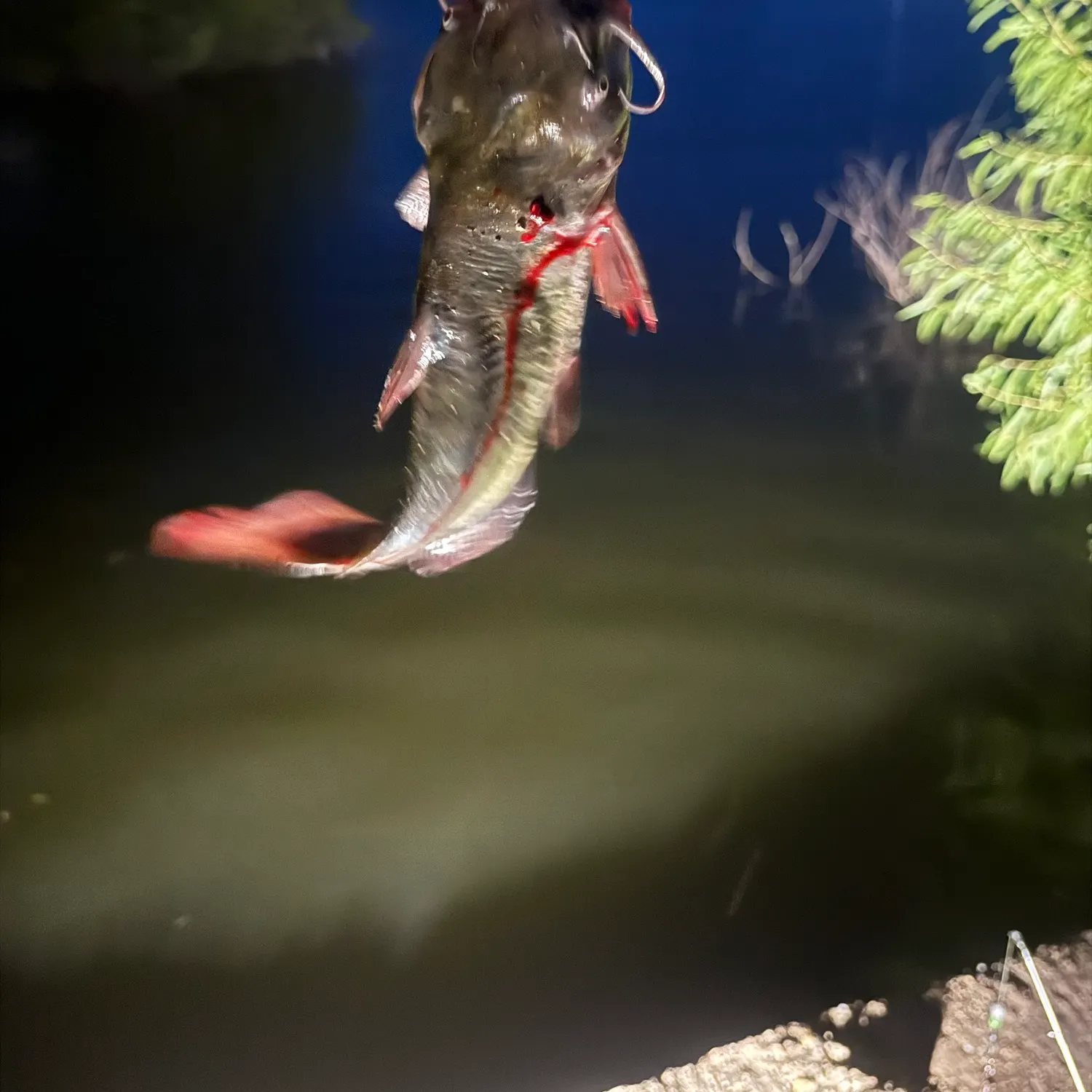 catch