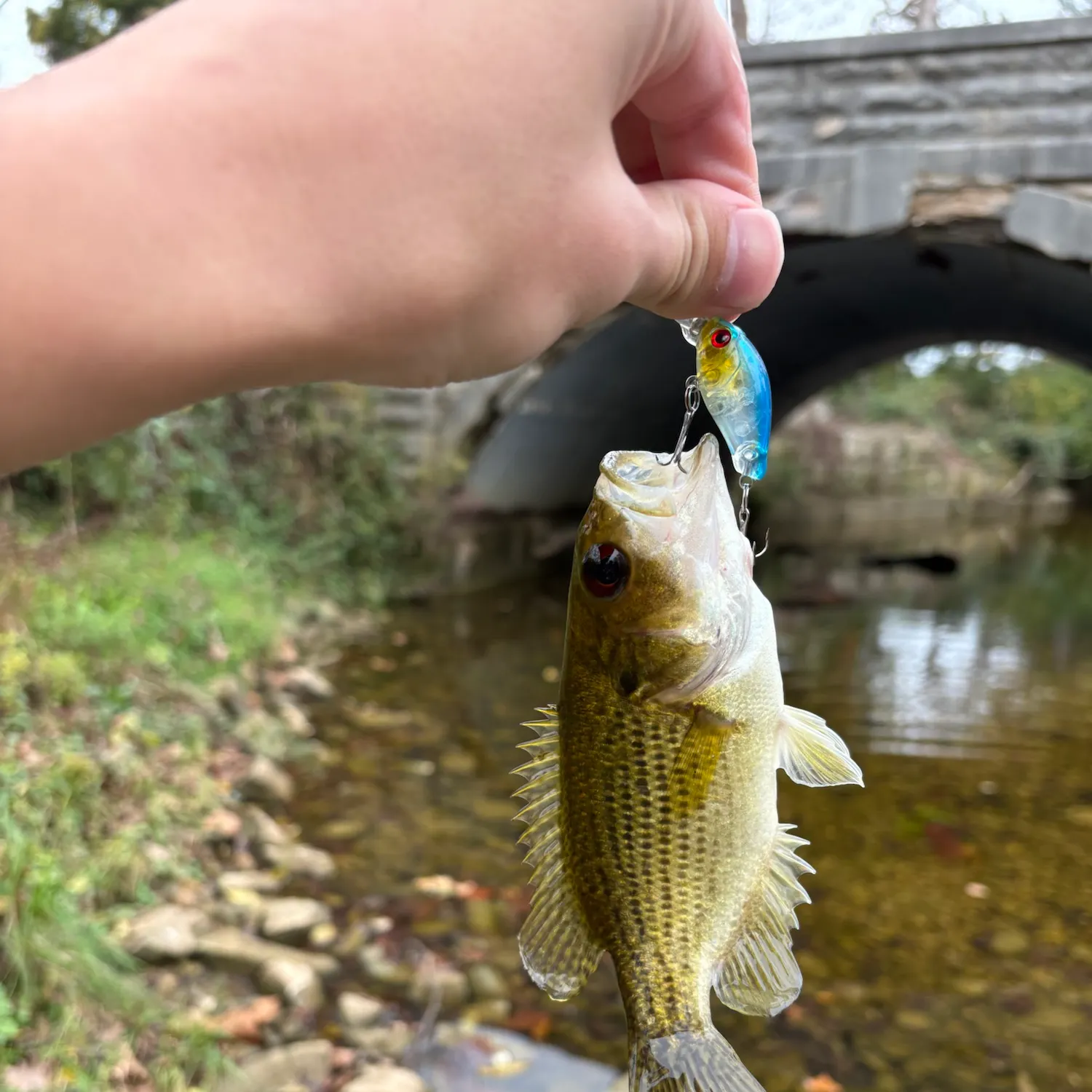 Rock bass caught on Fishbrain