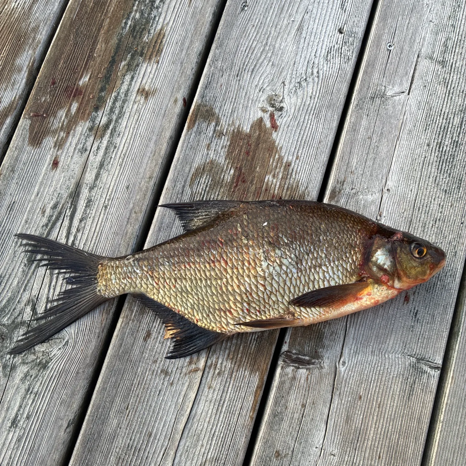 Common bream caught on Fishbrain