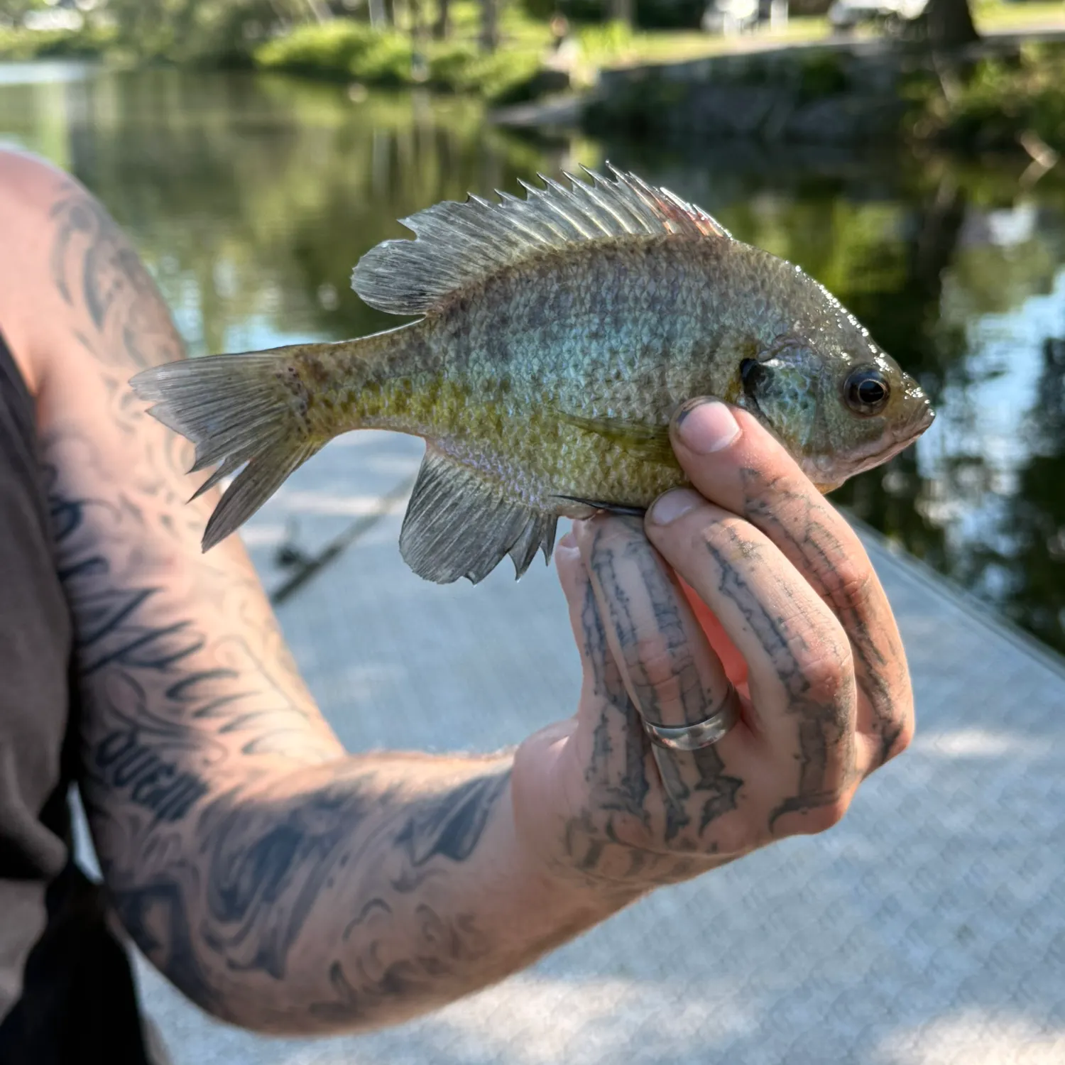 recently logged catches