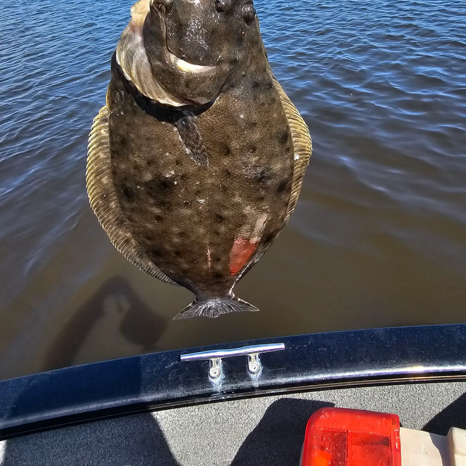 Summer flounder caught on Fishbrain