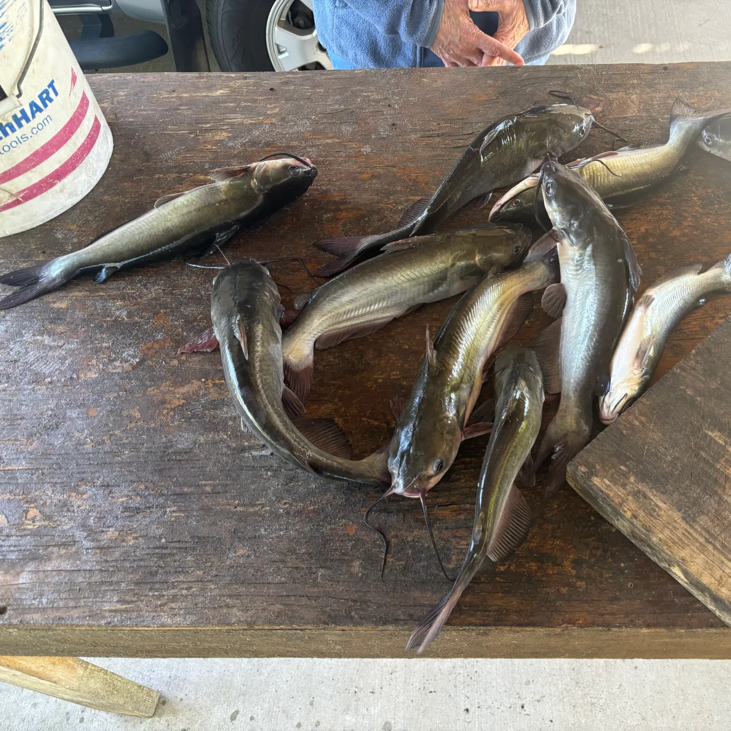 Channel catfish caught on Fishbrain