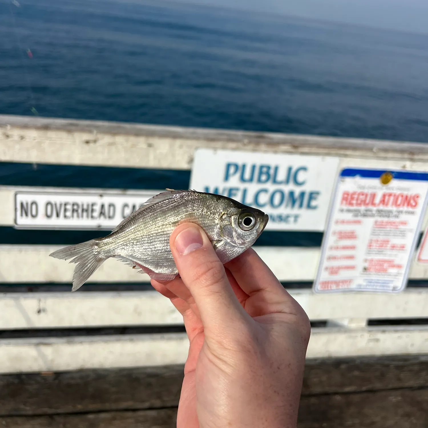 The most recent Calico surfperch catches on Fishbrain