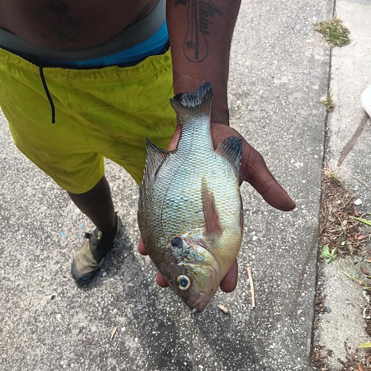 recently logged catches