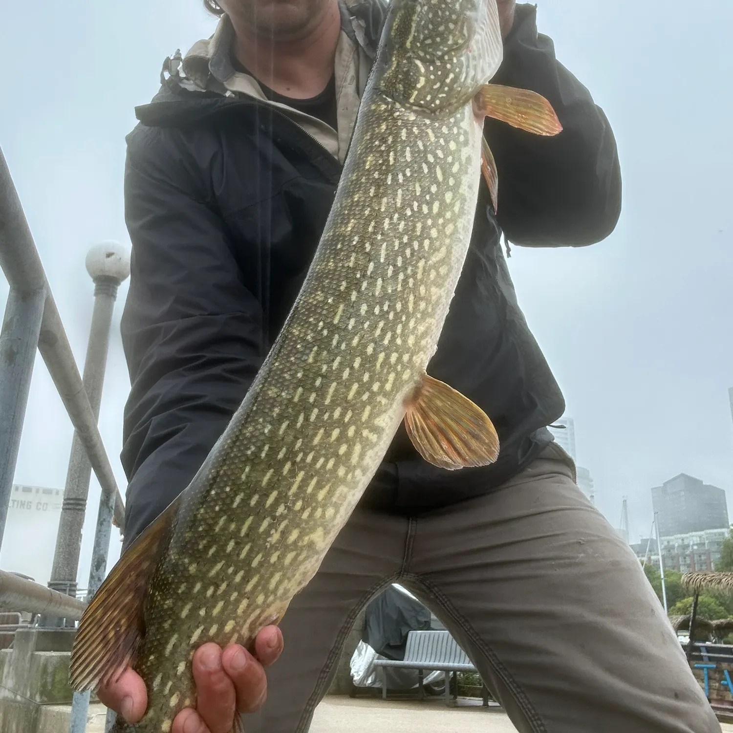 Northern pike caught on Fishbrain