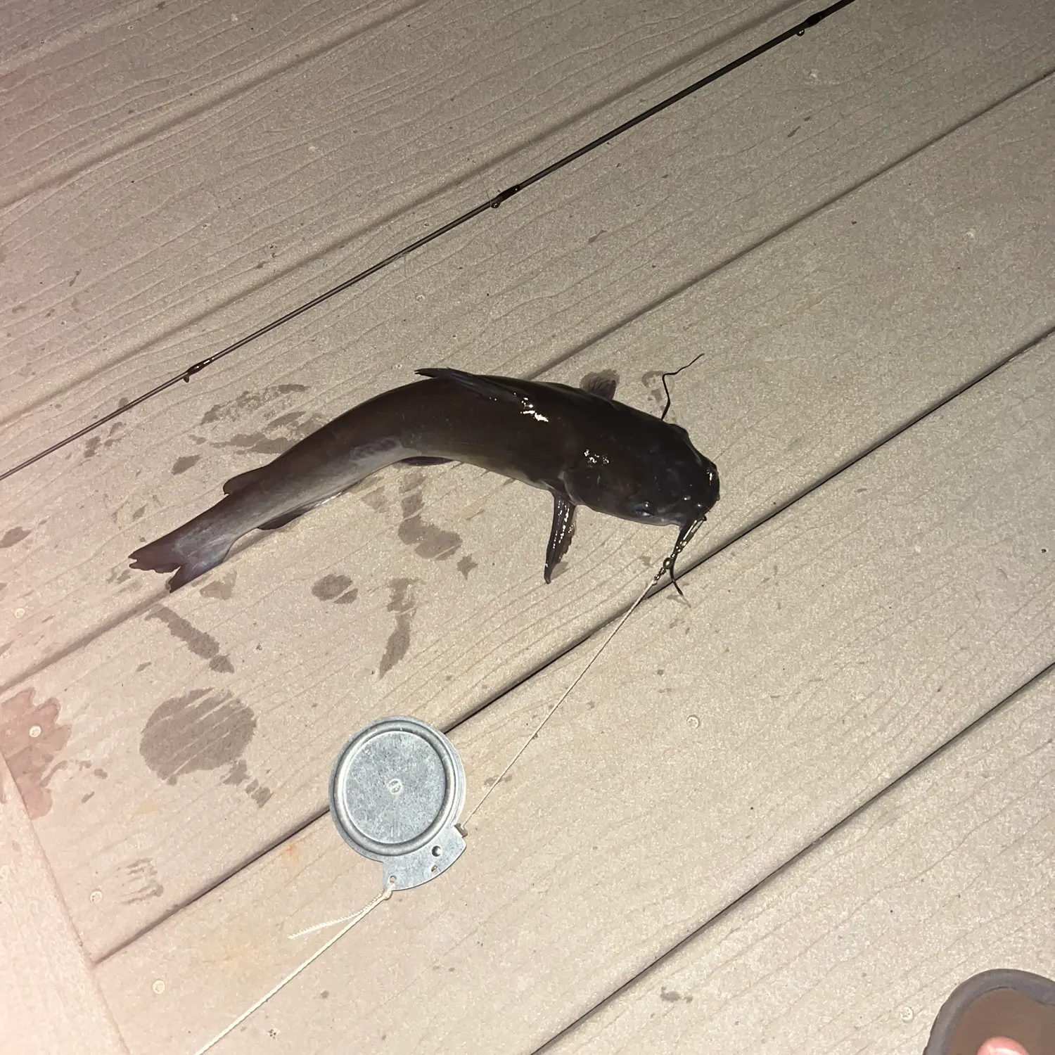 Channel catfish caught on Fishbrain