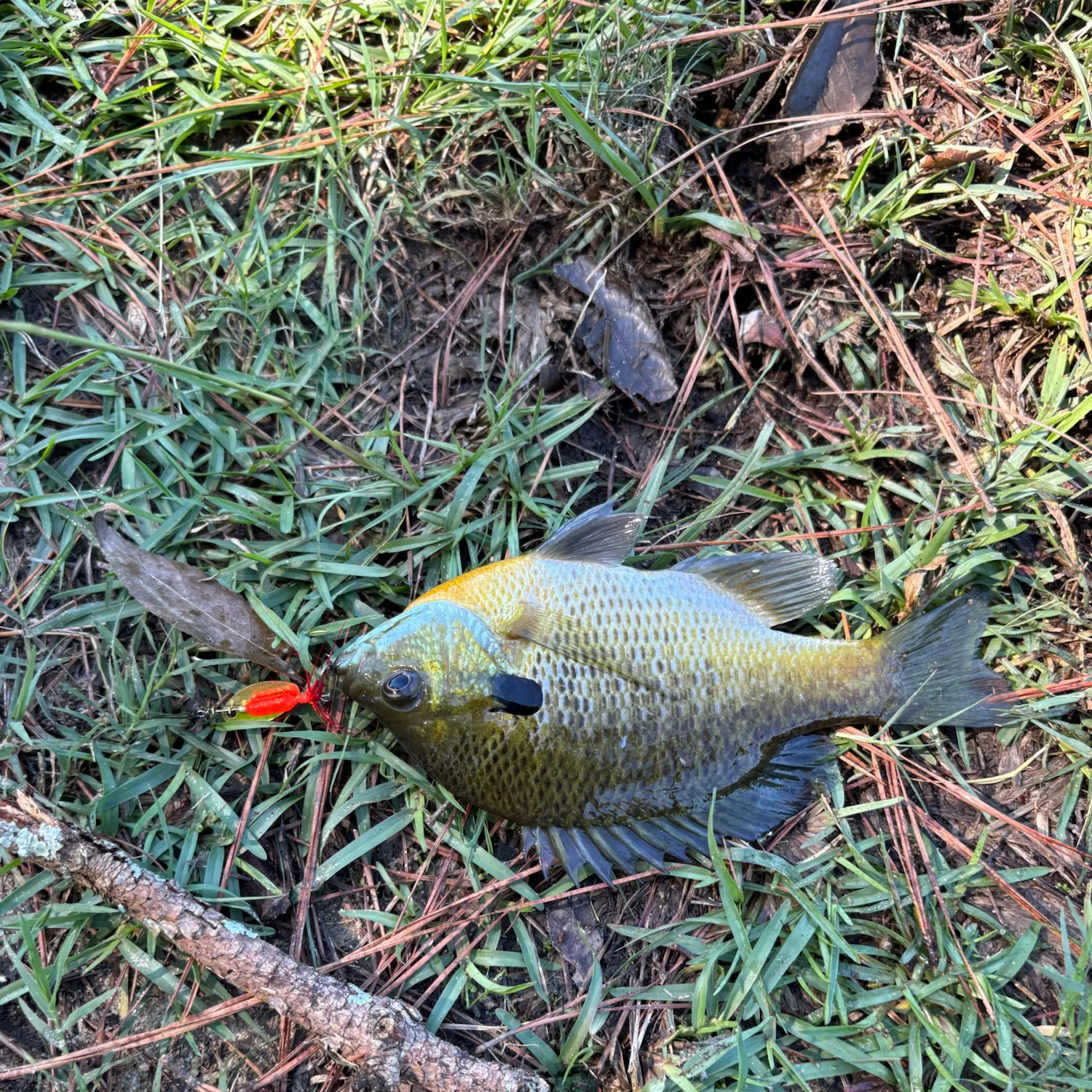 Bluegill caught on Fishbrain