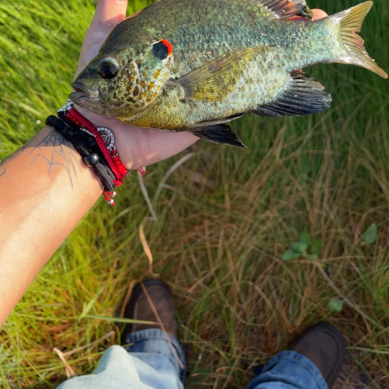 Redear sunfish caught on Fishbrain
