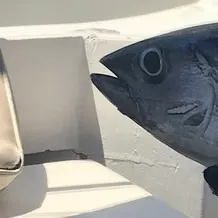 The most recent Atlantic bluefin tuna catches on Fishbrain