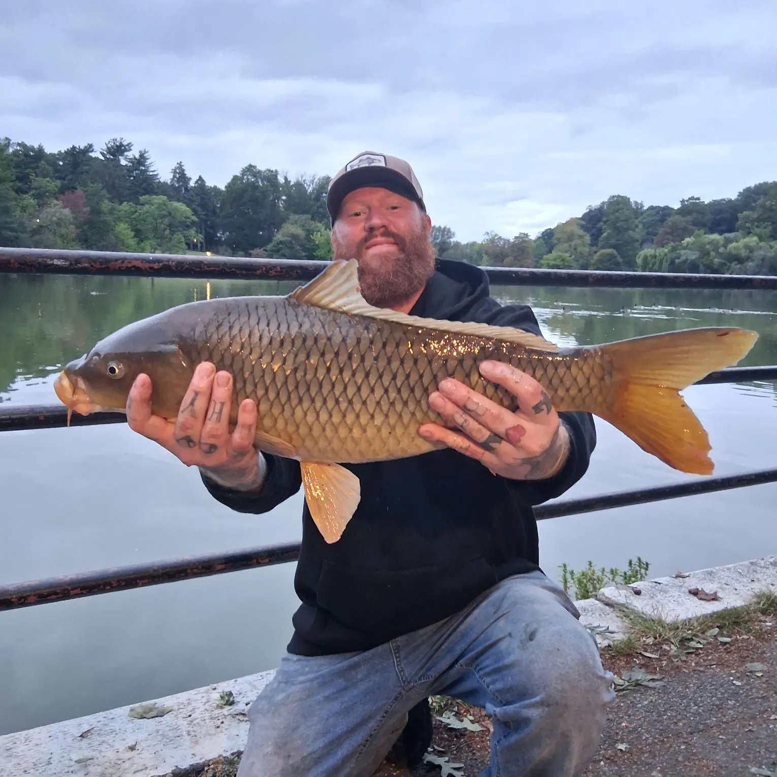 Common carp caught on Fishbrain