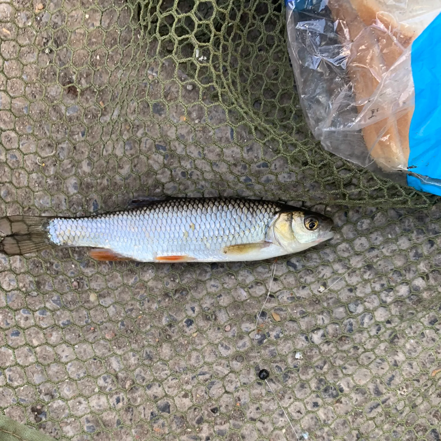 The most recent European chub catches on Fishbrain