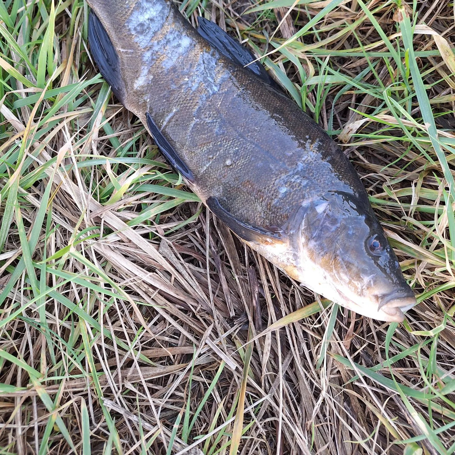 The most recent Tench catches on Fishbrain