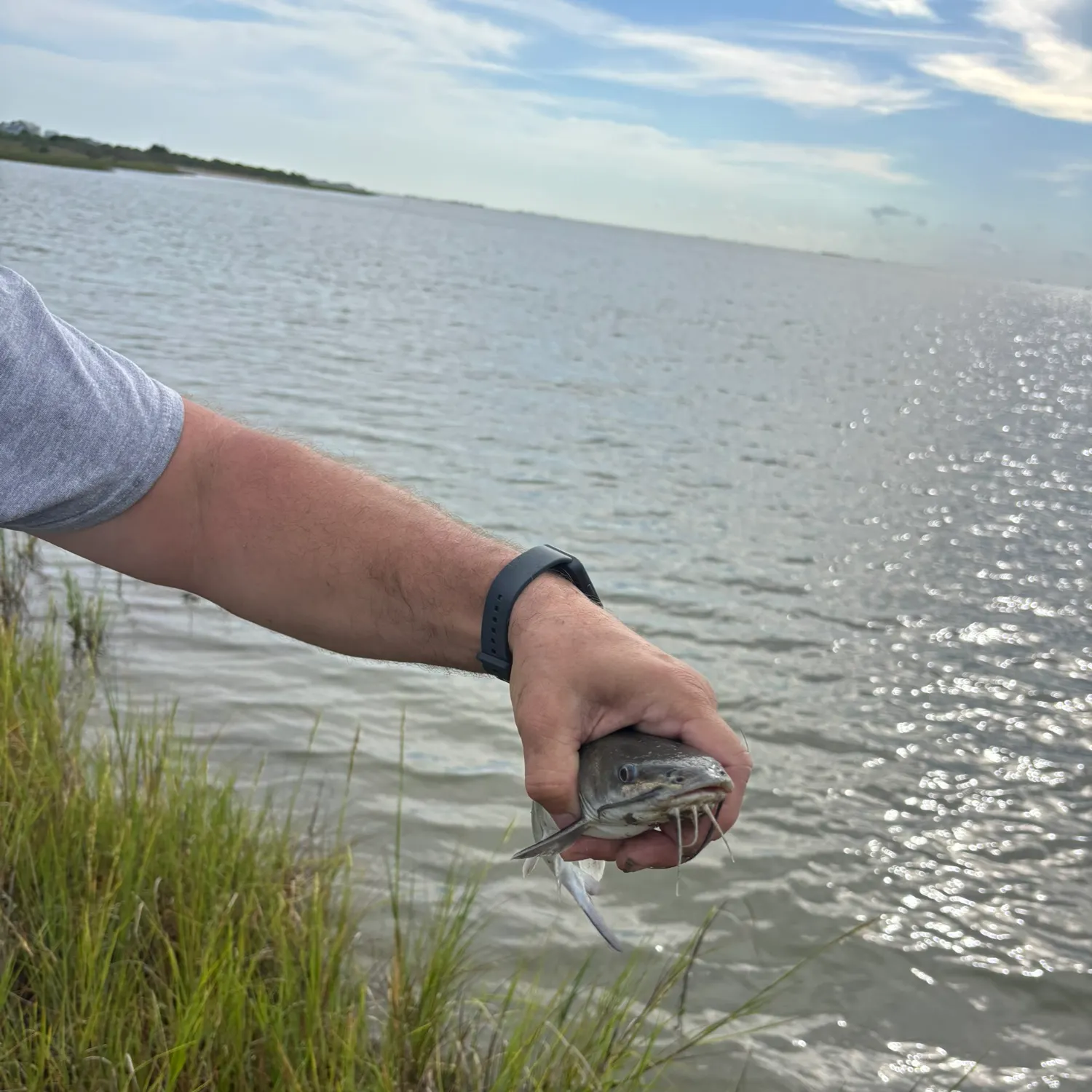 The most recent Channel catfish catches on Fishbrain