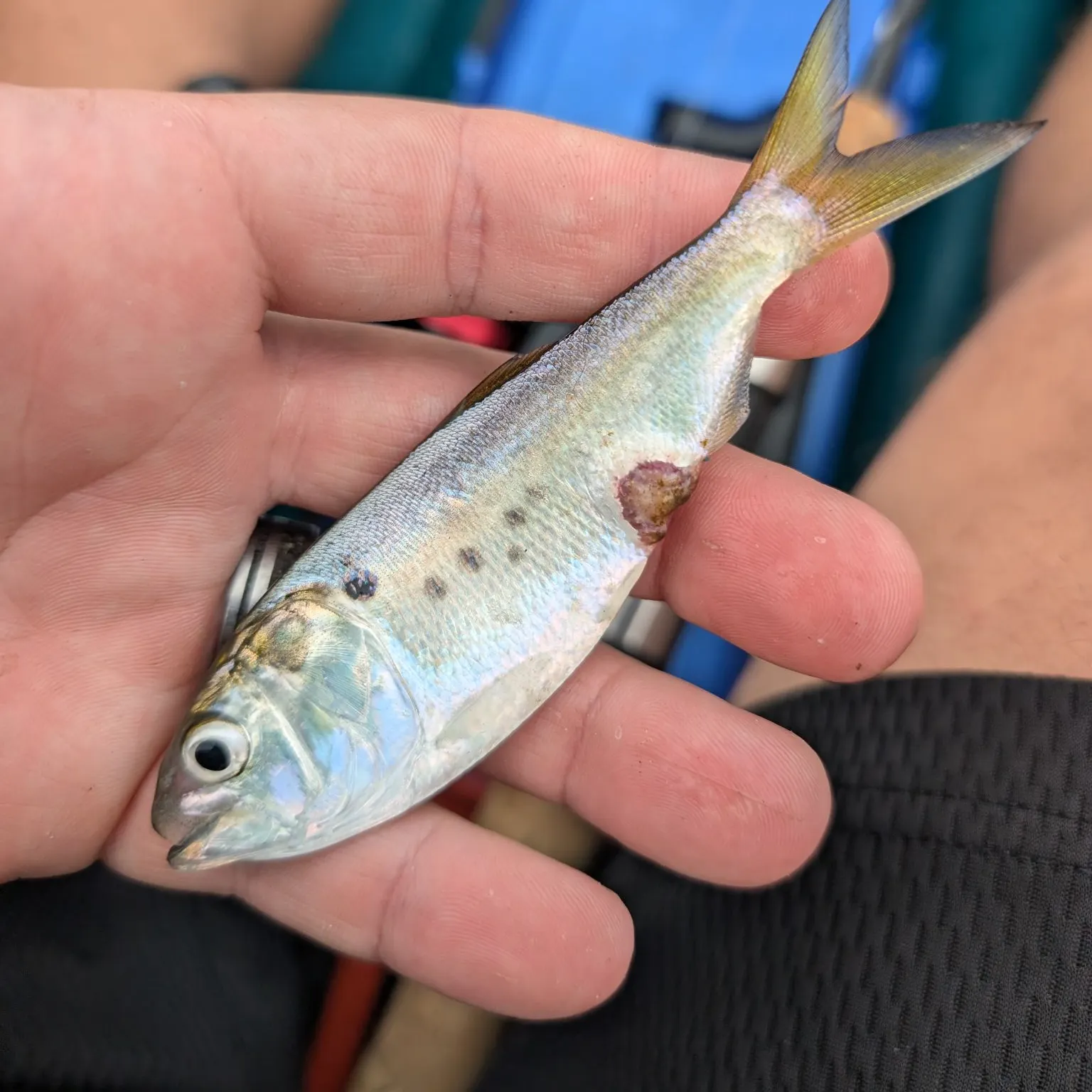 Atlantic menhaden caught on Fishbrain