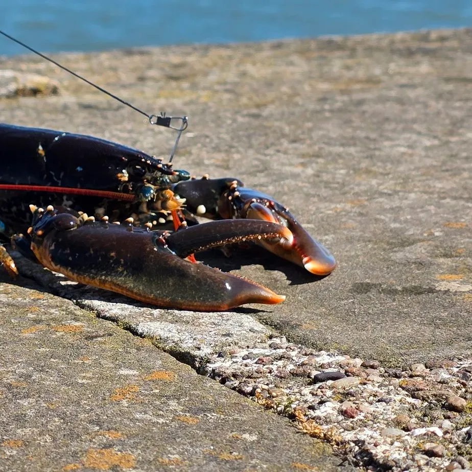 The most recent European lobster catches on Fishbrain
