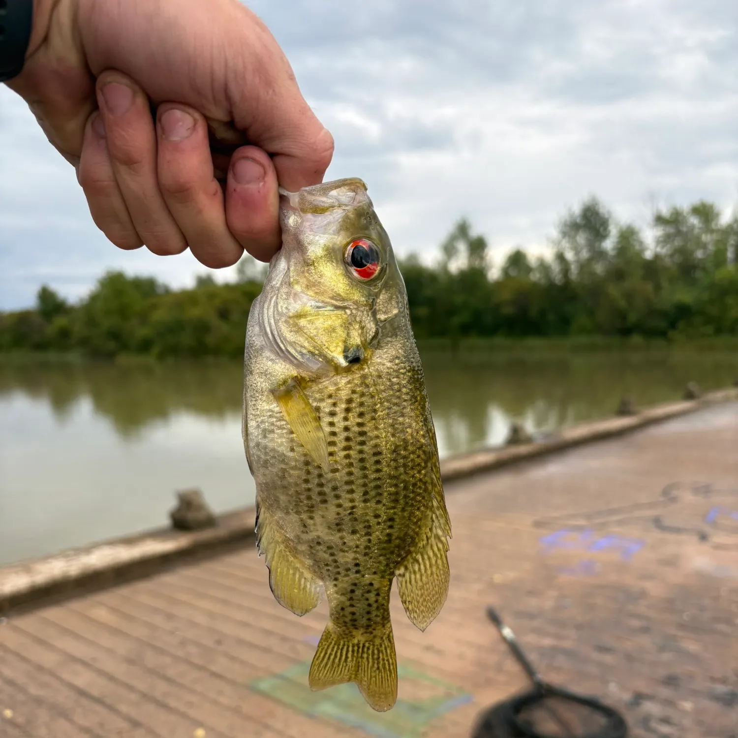 Rock bass caught on Fishbrain