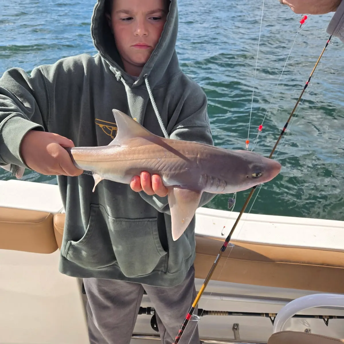 The most recent Dusky smooth-hound catches on Fishbrain
