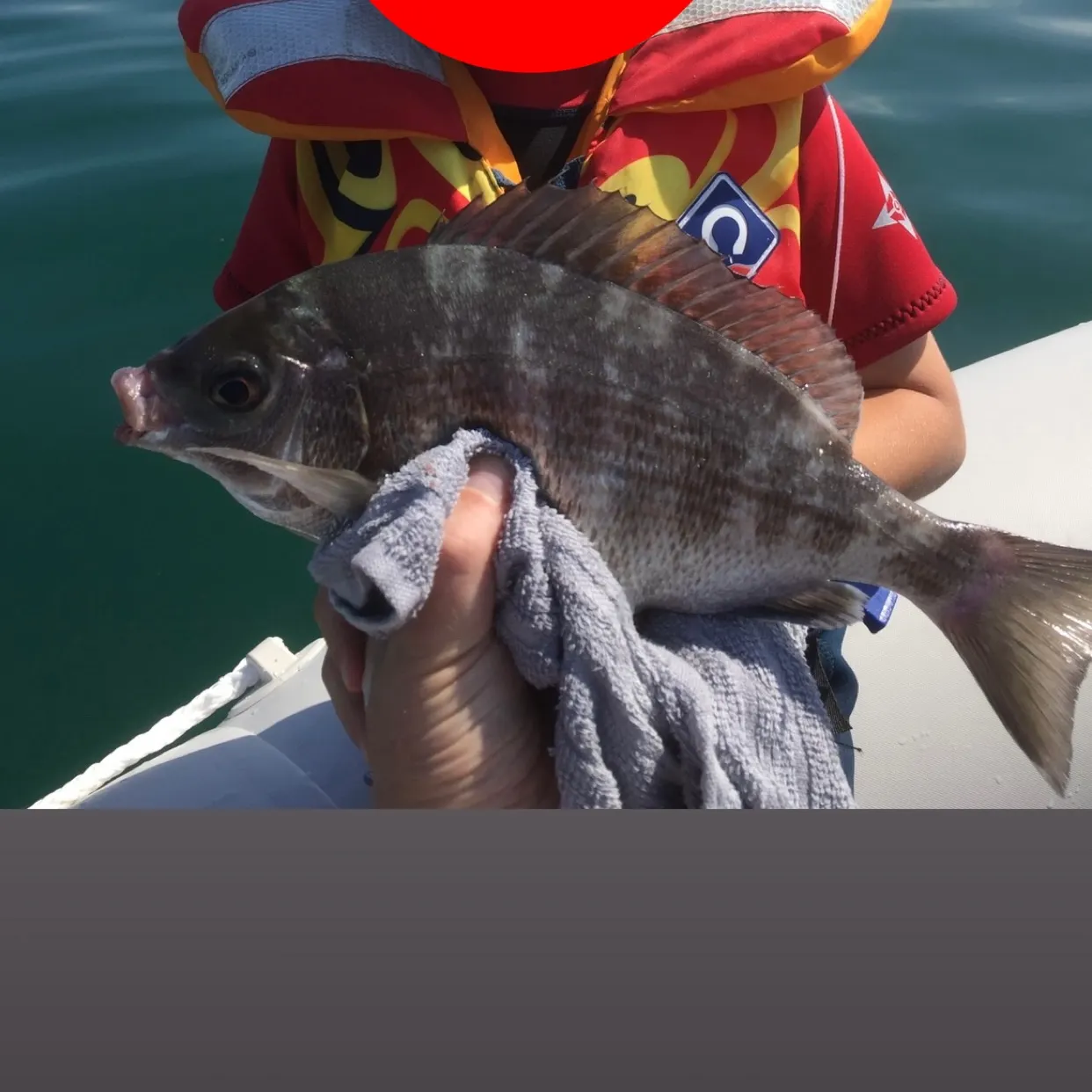 The most recent Black seabream catches on Fishbrain
