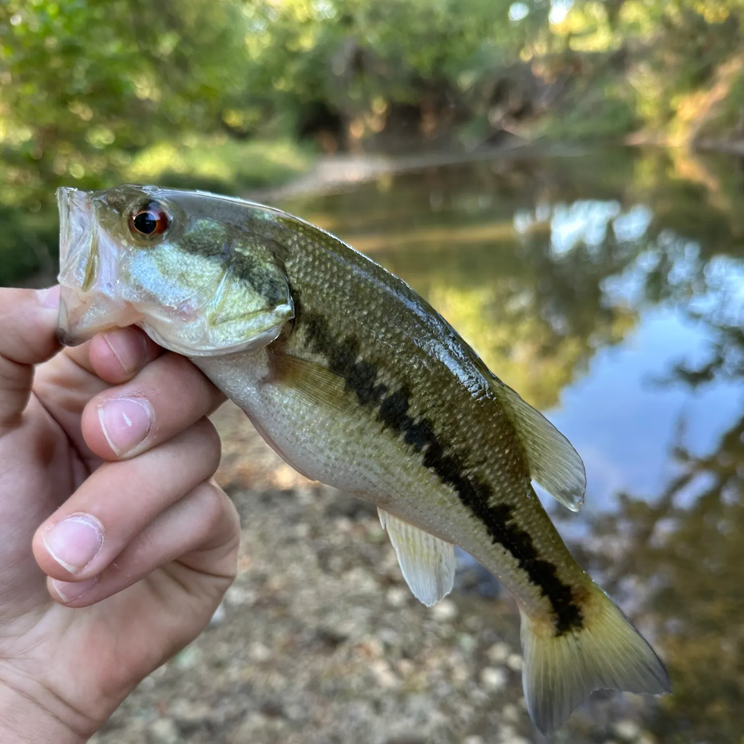 Fish caught on Fishbrain