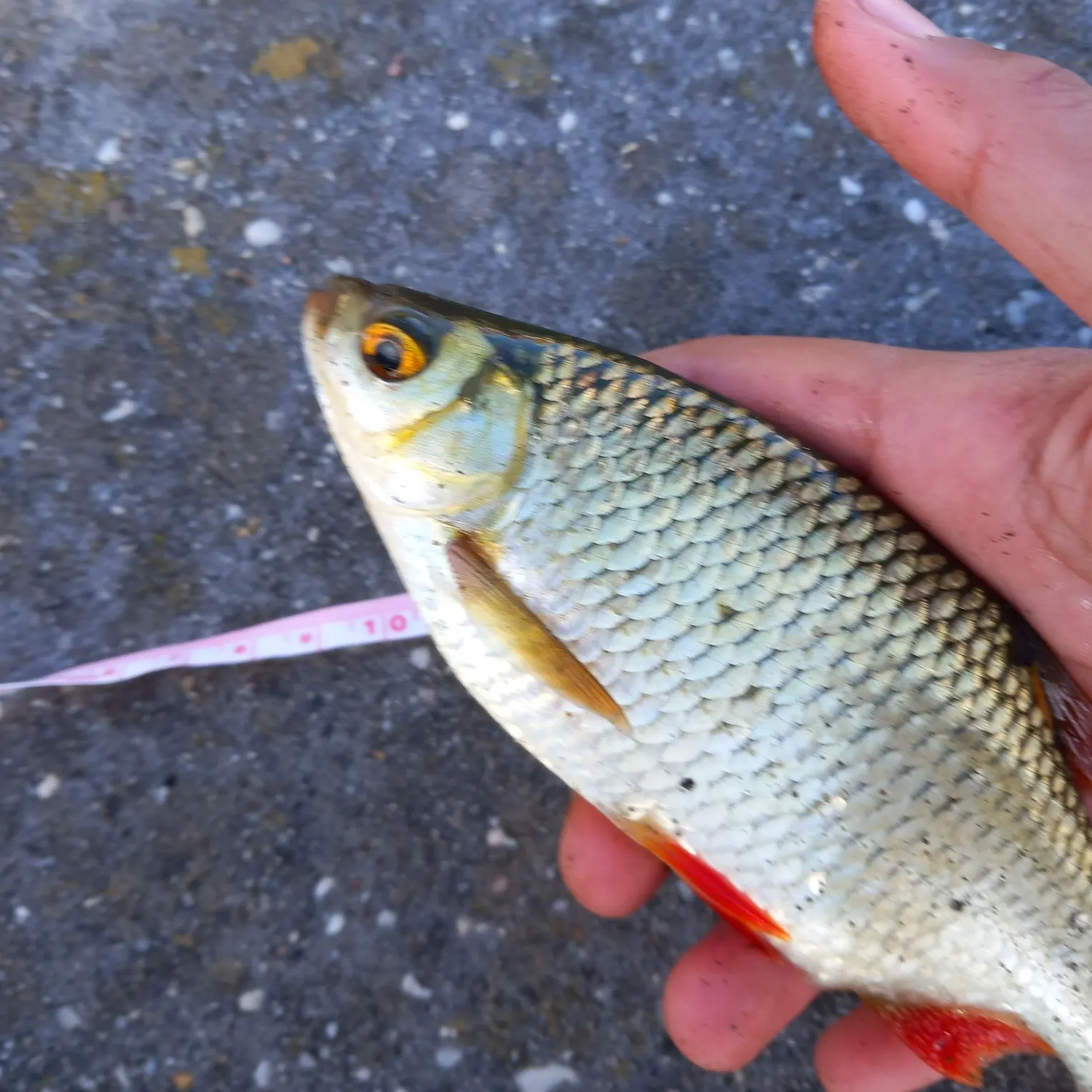 Common rudd caught on Fishbrain