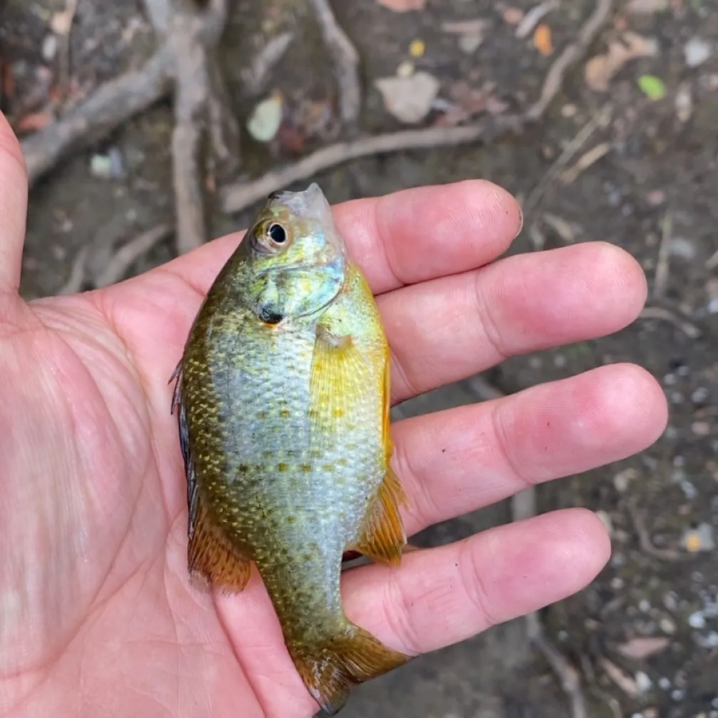 Bluegill caught on Fishbrain