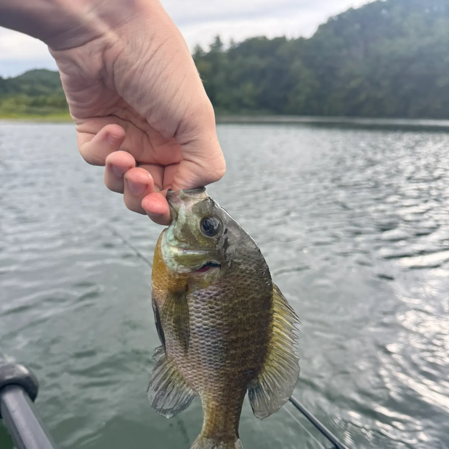 Bluegill caught on Fishbrain