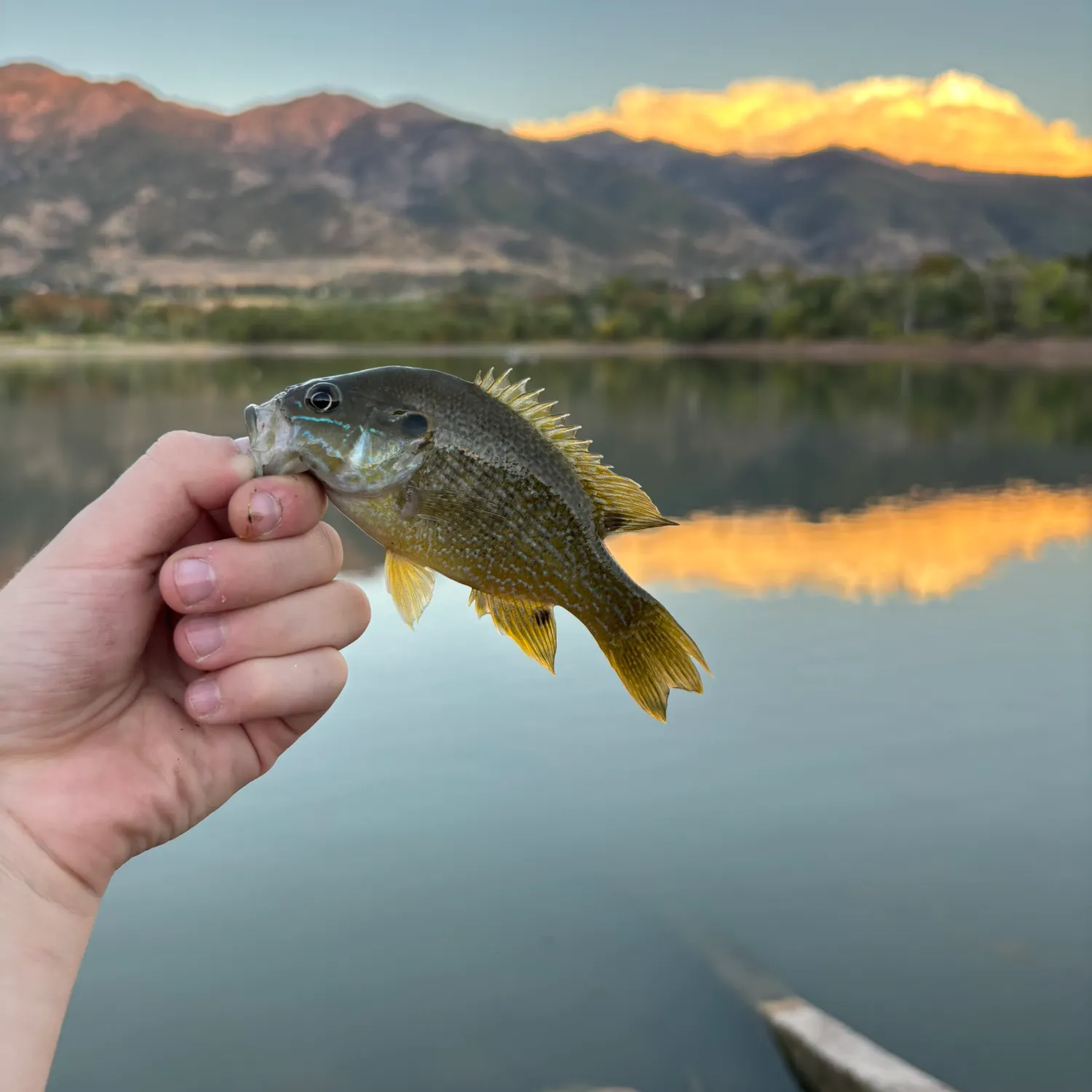 Green sunfish caught on Fishbrain