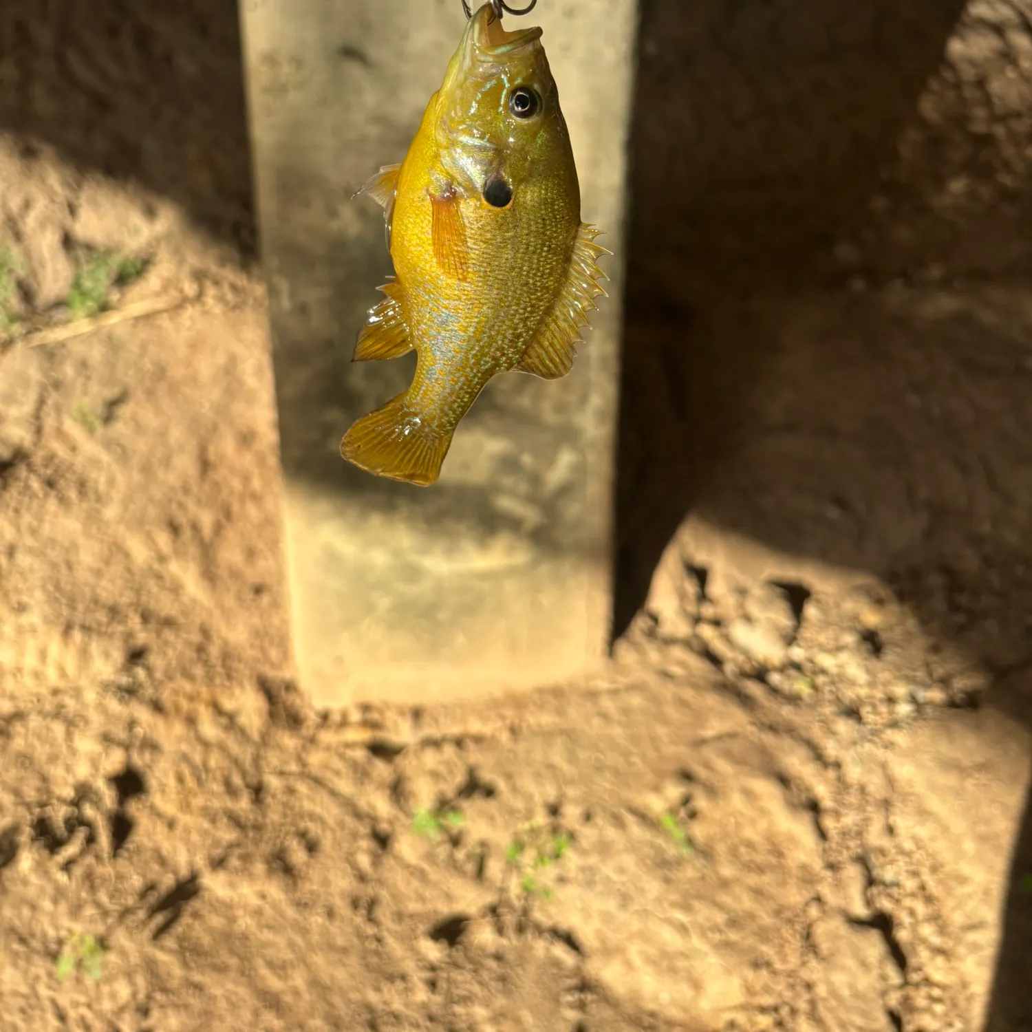 Green sunfish caught on Fishbrain