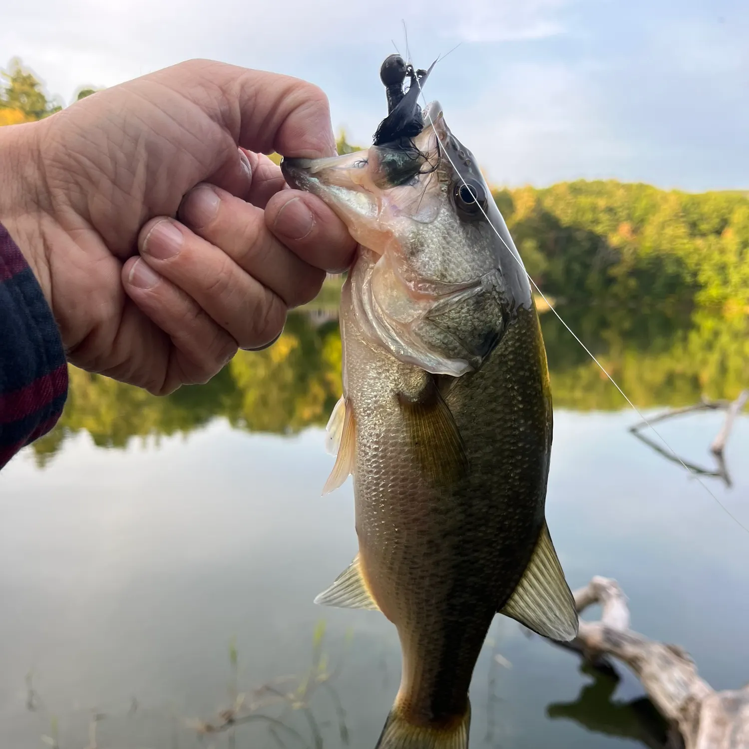 Largemouth bass caught on Fishbrain