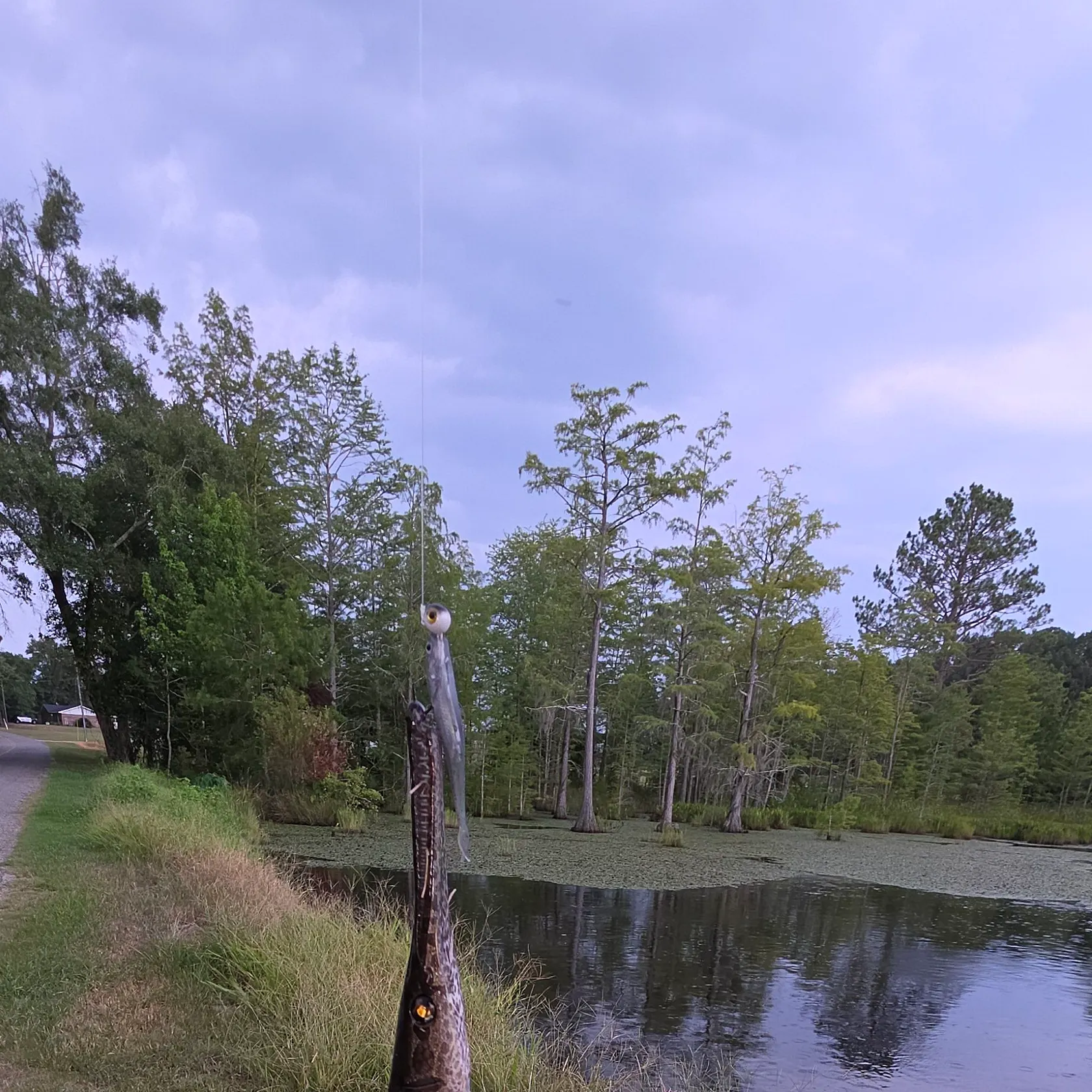 The most recent Spotted gar catches on Fishbrain