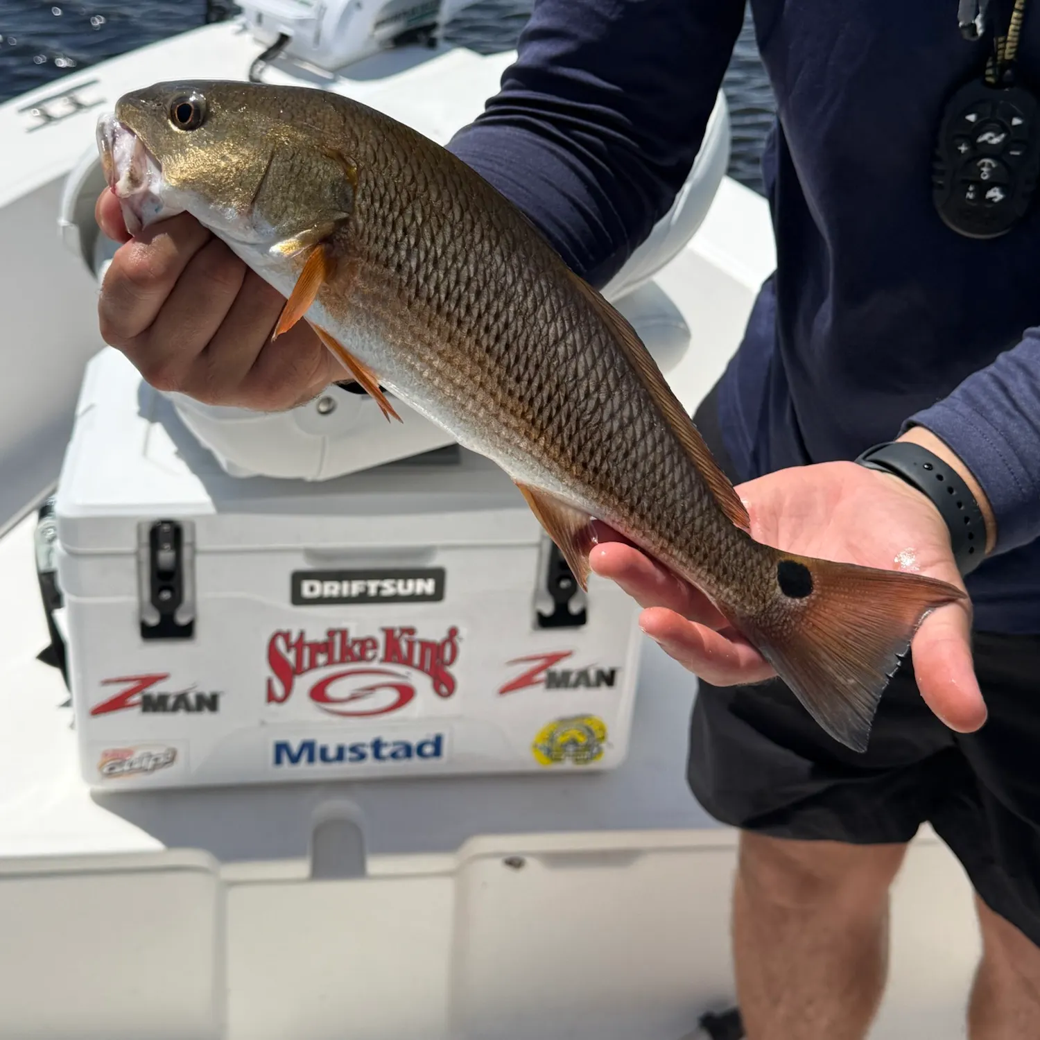 The most recent Red drum catches on Fishbrain