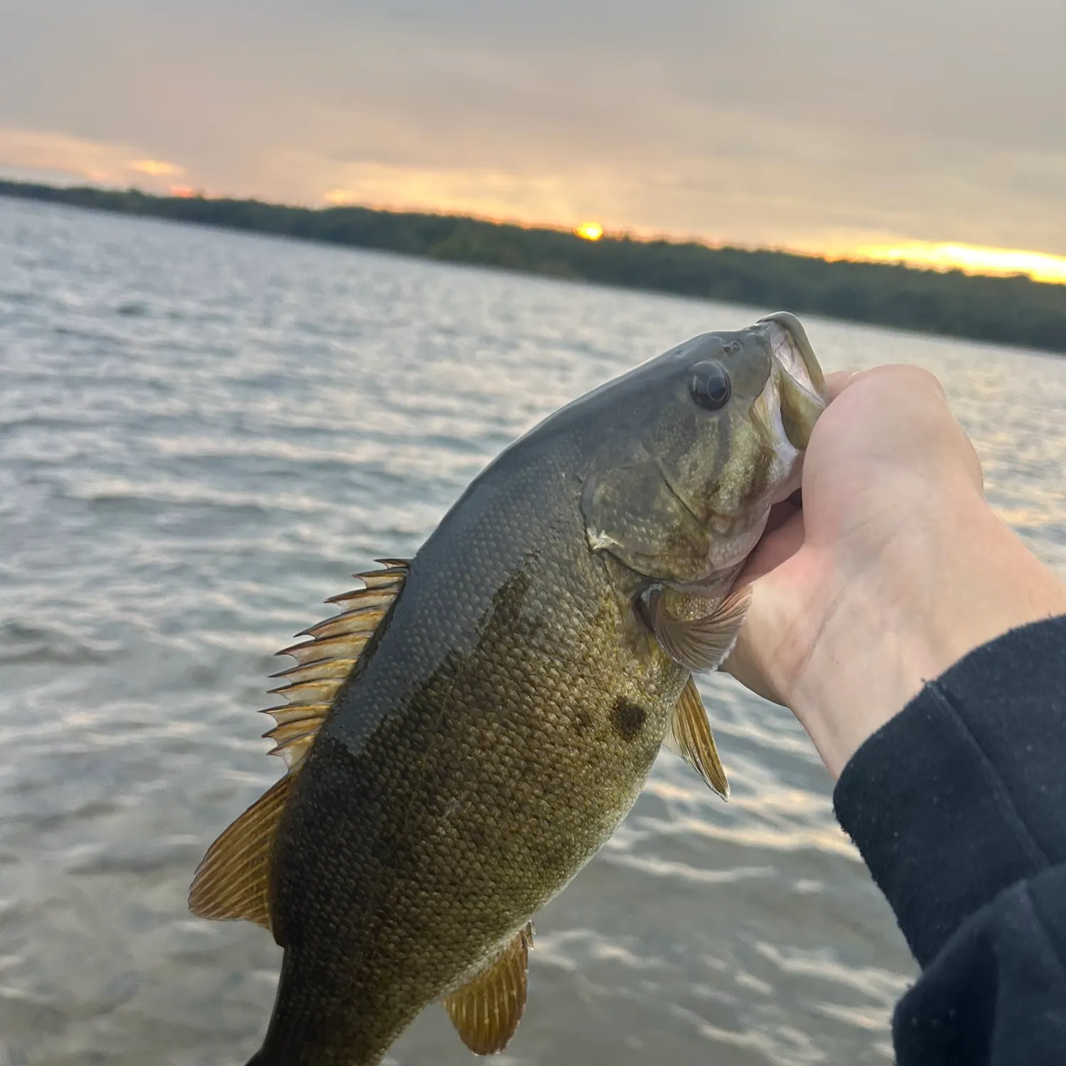 Smallmouth bass caught on Fishbrain