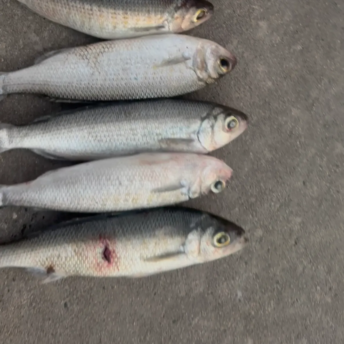 The most recent Atlantic herring catches on Fishbrain